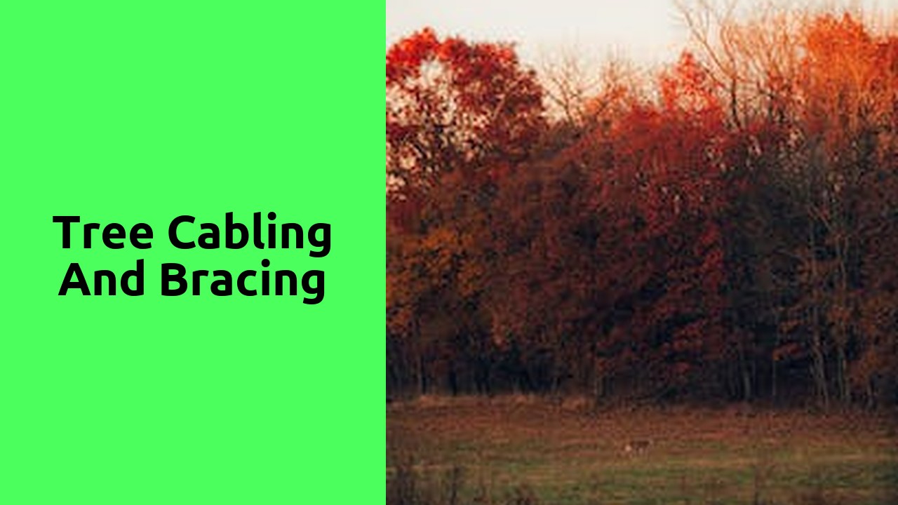 Tree Cabling and Bracing